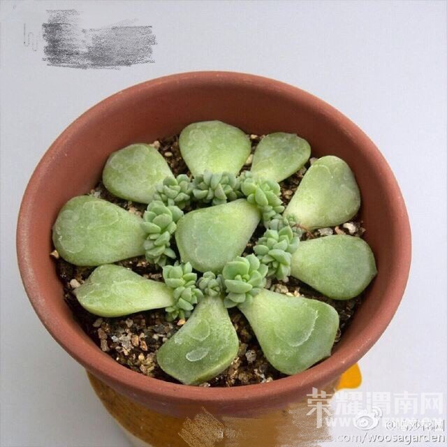 ����ɳ�����־�������ʹ��һ���������ĳɳ�����