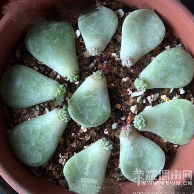 ����ɳ�����־�������ʹ��һ���������ĳɳ�����