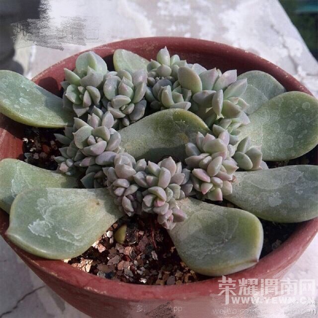 ����ɳ�����־�������ʹ��һ���������ĳɳ�����