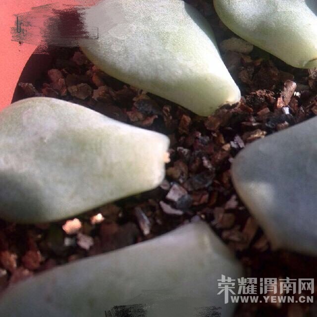 ����ɳ�����־�������ʹ��һ���������ĳɳ�����