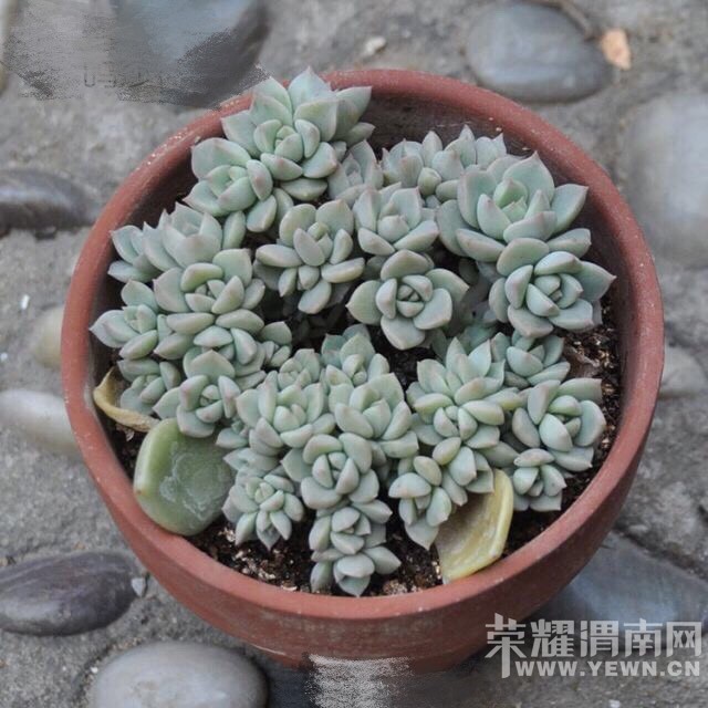 ����ɳ�����־�������ʹ��һ���������ĳɳ�����