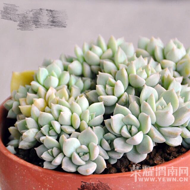 ����ɳ�����־�������ʹ��һ���������ĳɳ�����