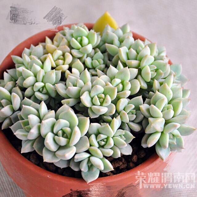 ����ɳ�����־�������ʹ��һ���������ĳɳ�����