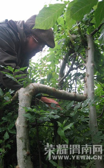 ������һ�����ӣ���󳤳���һ�Ѽ�ֵ2.5��Ԫ�����ӣ�