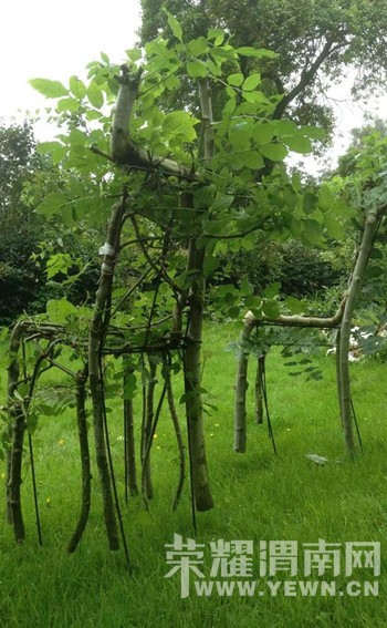 ������һ�����ӣ���󳤳���һ�Ѽ�ֵ2.5��Ԫ�����ӣ�