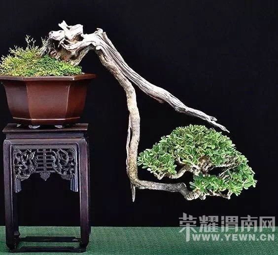 ����Ļ������Ե�ʫ!������ˮ����������˵�ľ��������