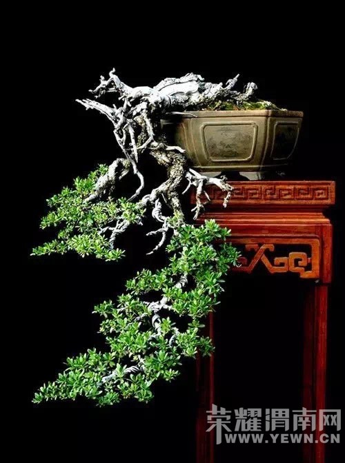 ����Ļ������Ե�ʫ!������ˮ����������˵�ľ��������