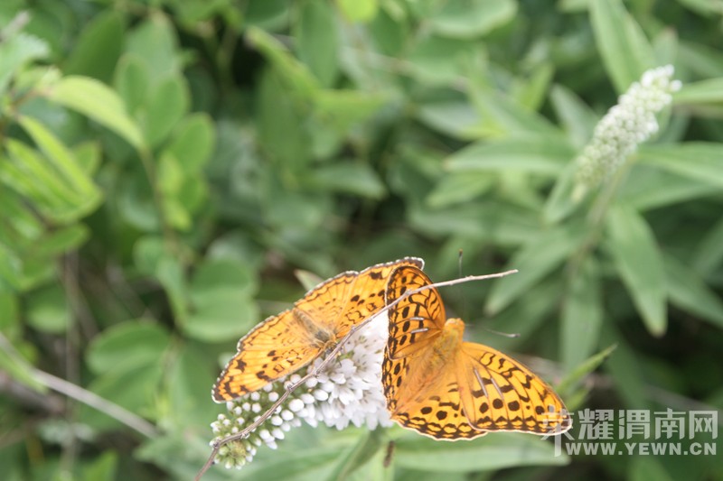 ����Ͽ�鱦����ɽ�μ�