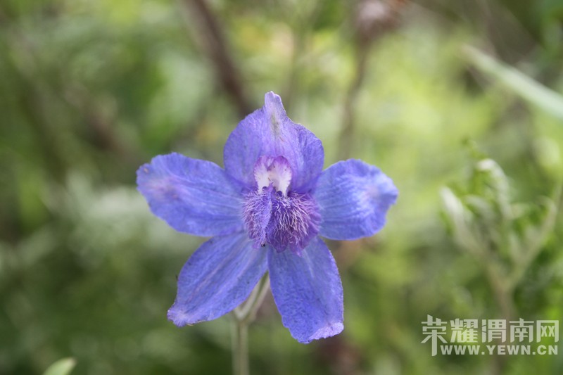 ����Ͽ�鱦����ɽ�μ�