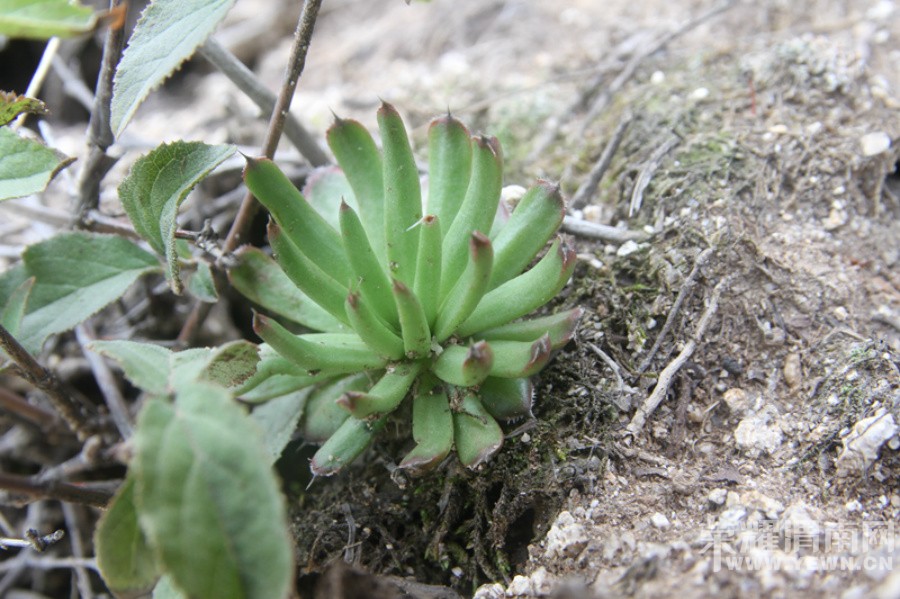 ����Ͽ�鱦����ɽ�μ�