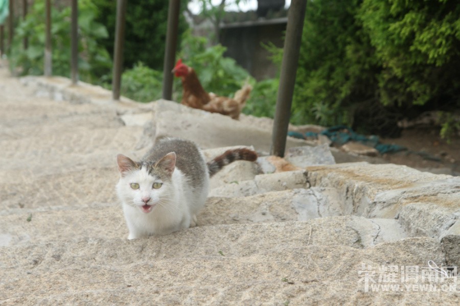 ����Ͽ�鱦����ɽ�μ�