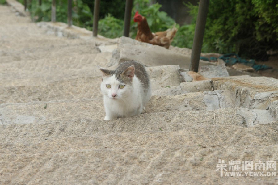 ����Ͽ�鱦����ɽ�μ�