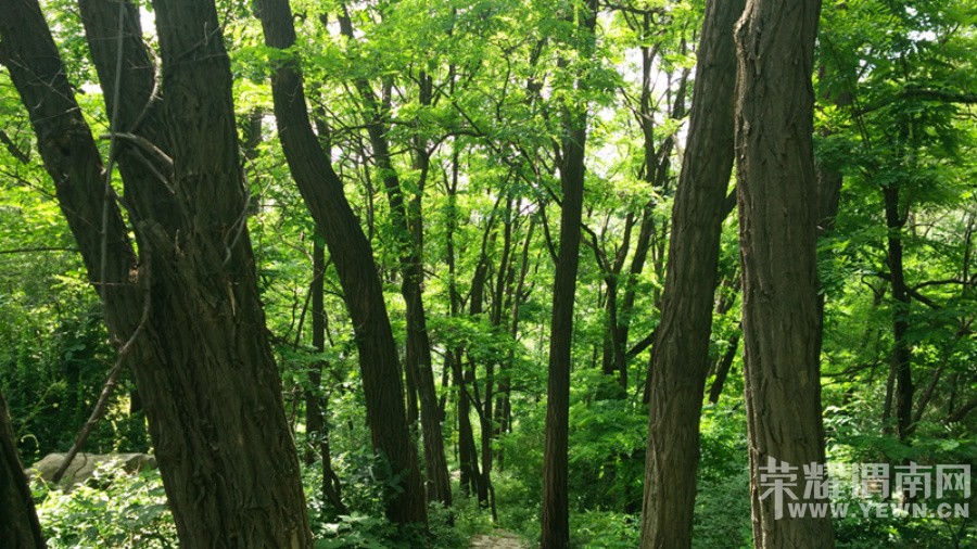 ����Ͽ�鱦����ɽ�μ�