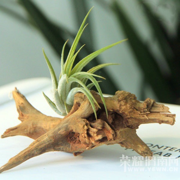 ������ֲ���������ֻ��������ˮ�����ֹ��������