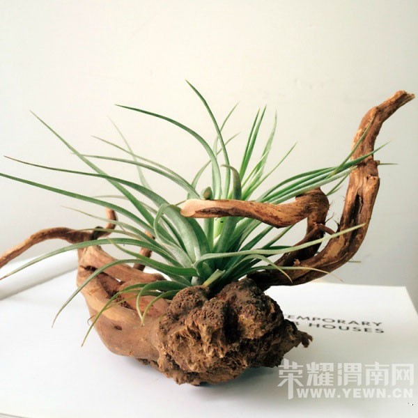 ������ֲ���������ֻ��������ˮ�����ֹ��������