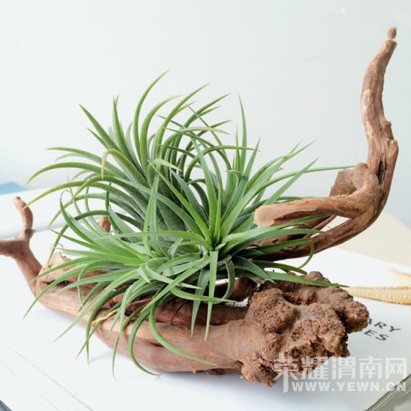 ������ֲ���������ֻ��������ˮ�����ֹ��������