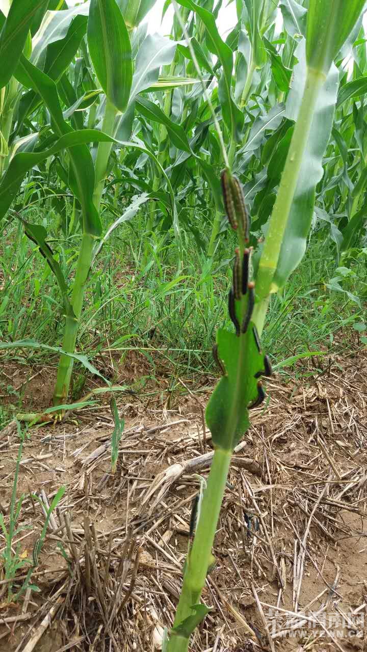 ����Σ��