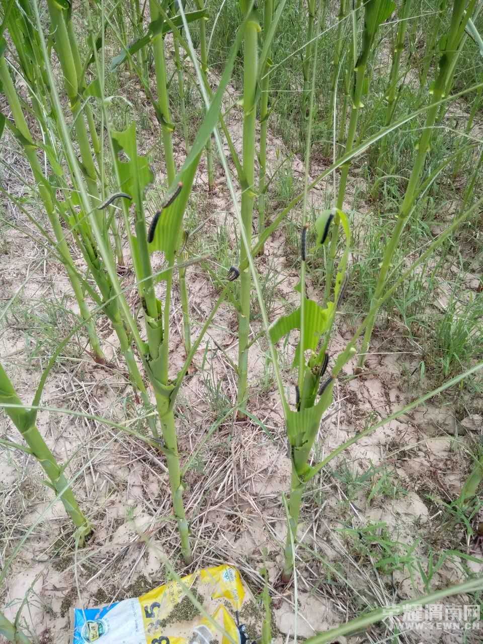 �������صȵ�����ճ��󱩷�