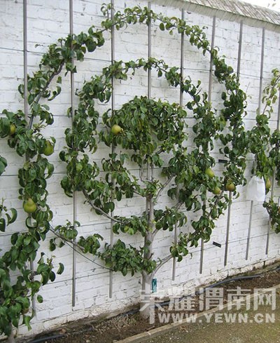 ����Ҳ�ܰ�����~������������ֻ�����벻����ǰ������Ԥ����