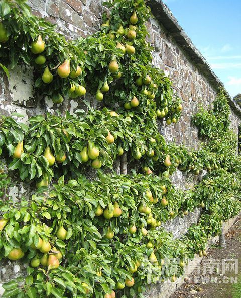 ����Ҳ�ܰ�����~������������ֻ�����벻����ǰ������Ԥ����