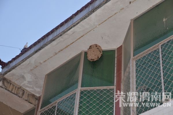 人头蜂窝困扰潼关一居民  渭南消防官兵出手解围 人头蜂窝困扰潼关一居民  渭南消防官兵出手解围