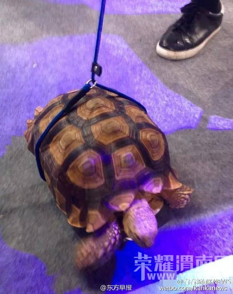 ����չ�ų��� ���ں������ù��Ƚ�����ͼ��