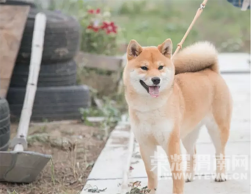 ס������԰Ҳ�ܺ�ʫ�⣬����ɽ�£����ºɳ���~