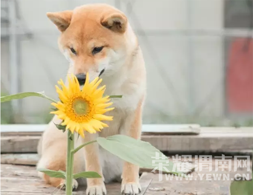 ס������԰Ҳ�ܺ�ʫ�⣬����ɽ�£����ºɳ���~