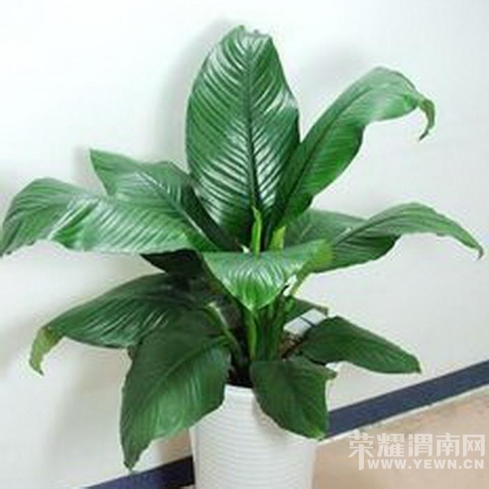 �����ڷ�ʲôֲ�����