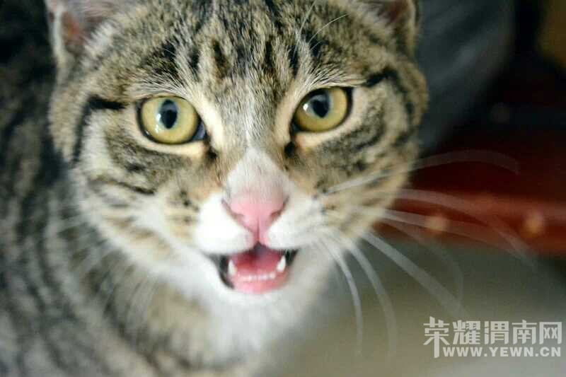 ���Ƿ�֧���������湺�򣬻�����Ը��ȥ����һЩ���˳���