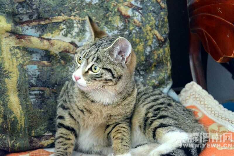 ���Ƿ�֧���������湺�򣬻�����Ը��ȥ����һЩ���˳���