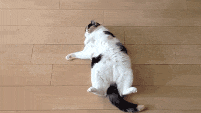 壁纸 动物 狗 狗狗 400_225 gif 动态图 动图