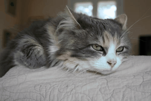 壁纸 动物 猫 猫咪 小猫 桌面 500_333 gif 动态图 动图