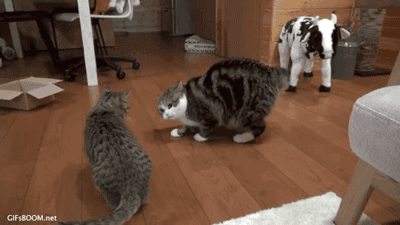 养猫养了这么久,猫咪的语言,你懂多少?