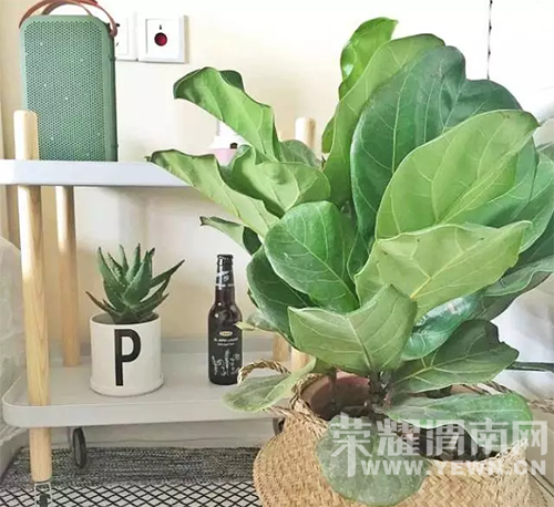 ���ҵش�����С�ǣ�ȴ�����������˲������ʦ�Ļ������