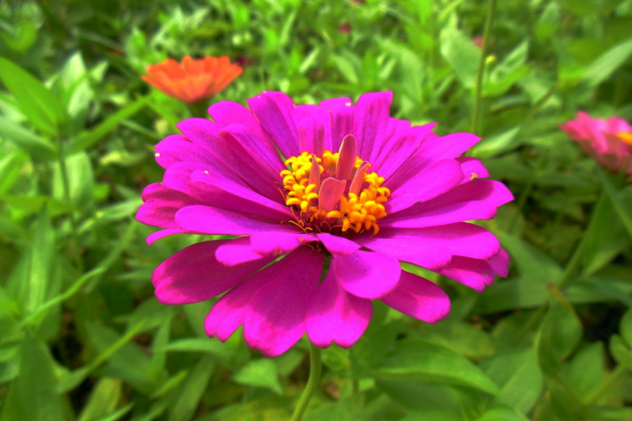 DSC_0247.jpg