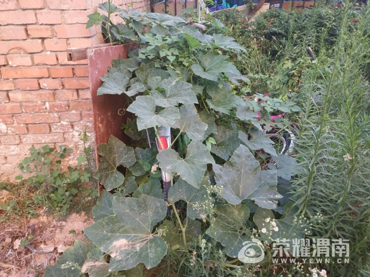 渭南师范学院可怜的自行车被杂草掩盖,主人你