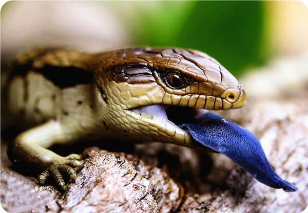 【0.01元】奇妙动物展国庆空降渭南!1分钱门票