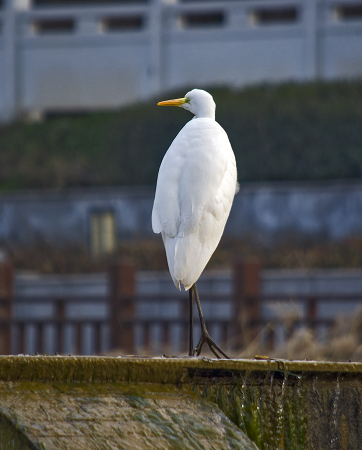 DSC_0021.jpg
