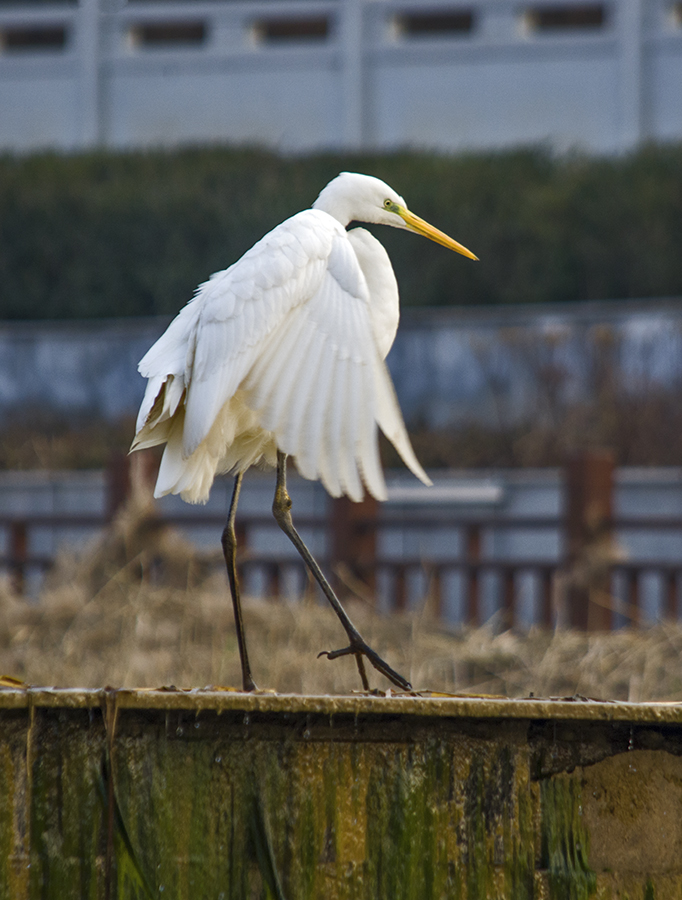 DSC_0028.jpg