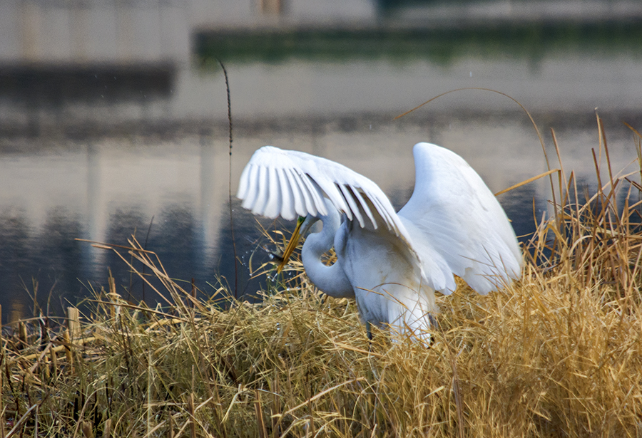 DSC_0069.jpg