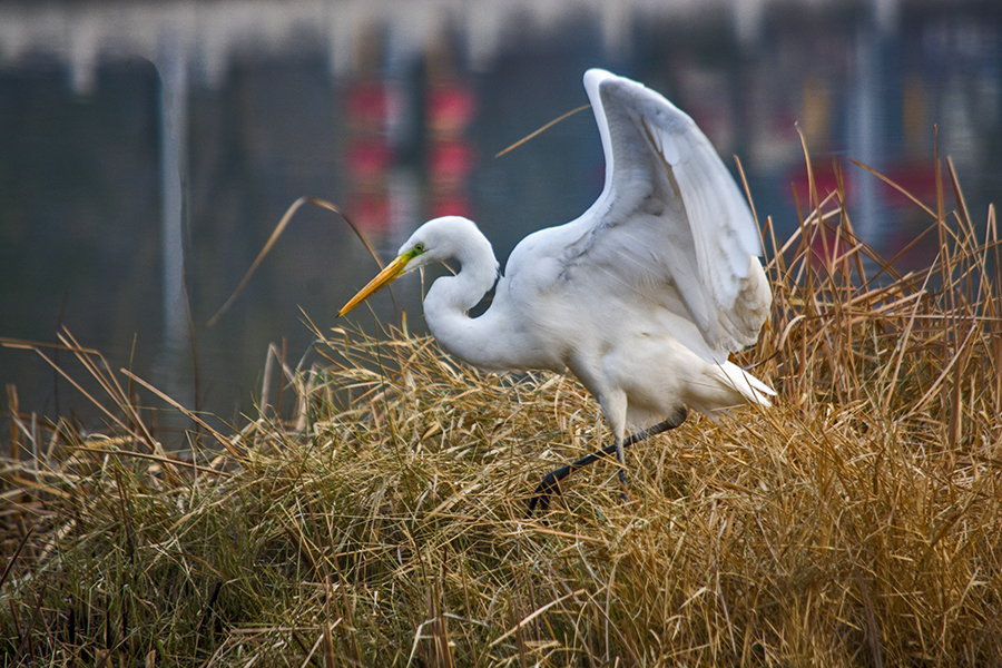 DSC_0083.jpg