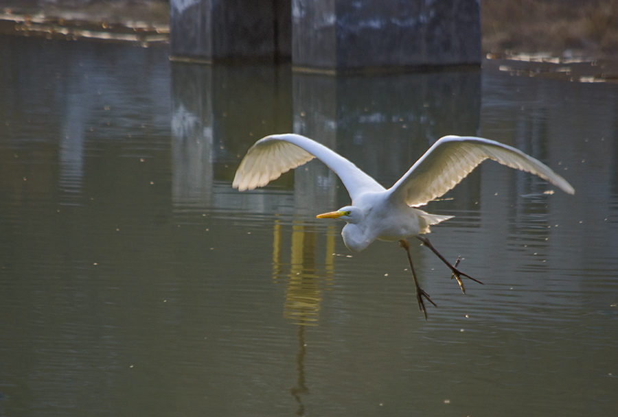 DSC_9971.jpg