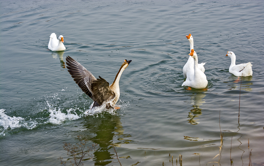 DSC_0248.jpg
