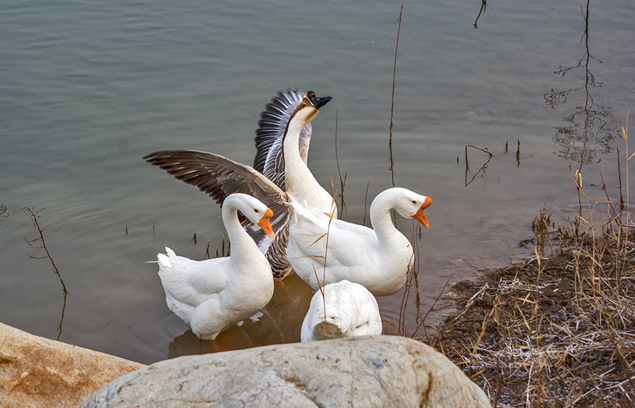 DSC_0250.jpg
