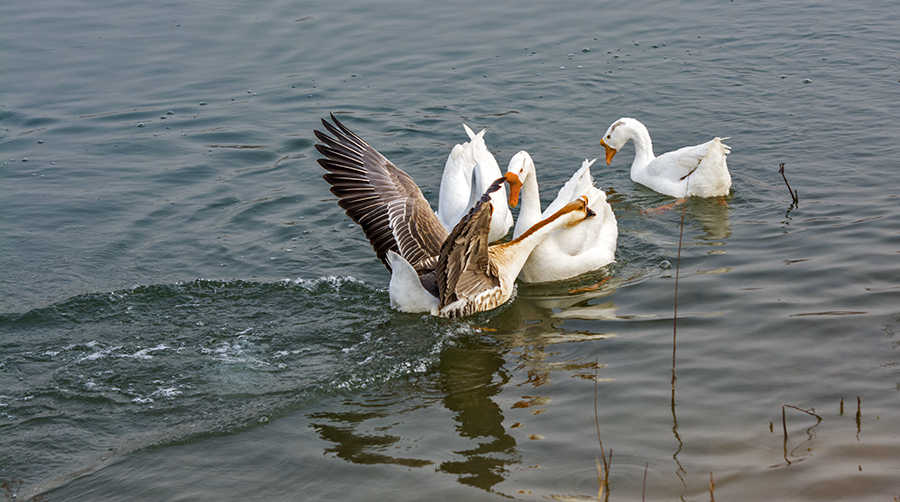 DSC_0249.jpg
