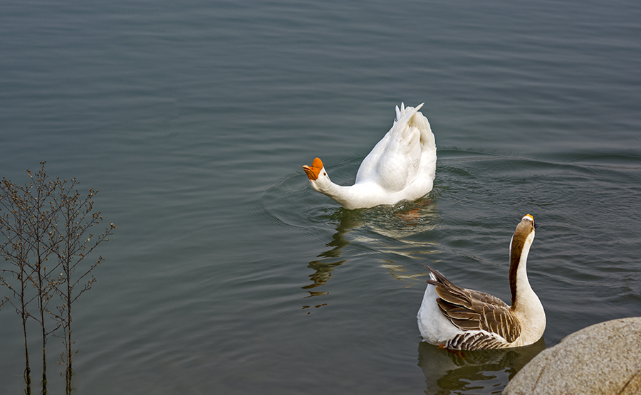 DSC_0256.jpg