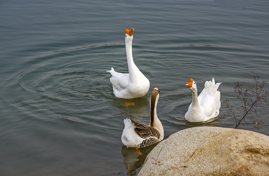 DSC_0257.jpg