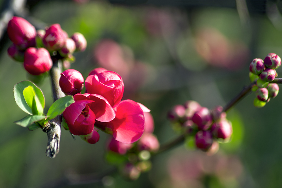 DSC_1108.jpg
