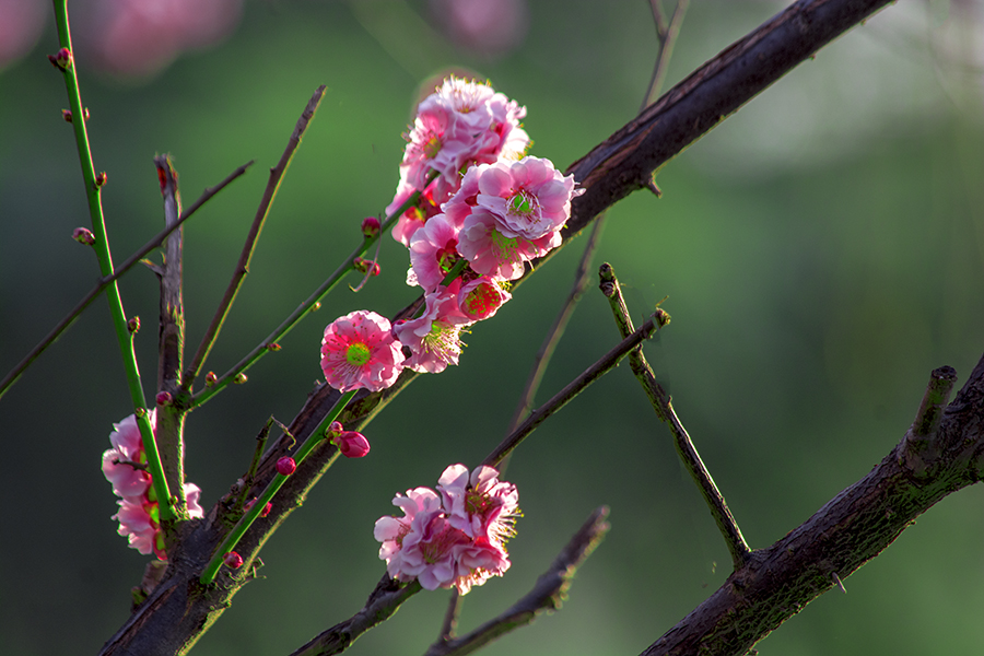 DSC_1045.jpg